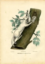 オコジョ、1863-79年